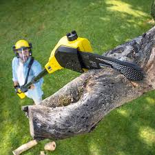 Best Sod Installation  in Langston, OK